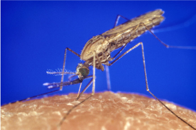 Un Anophèle piquant la peau d'un humain