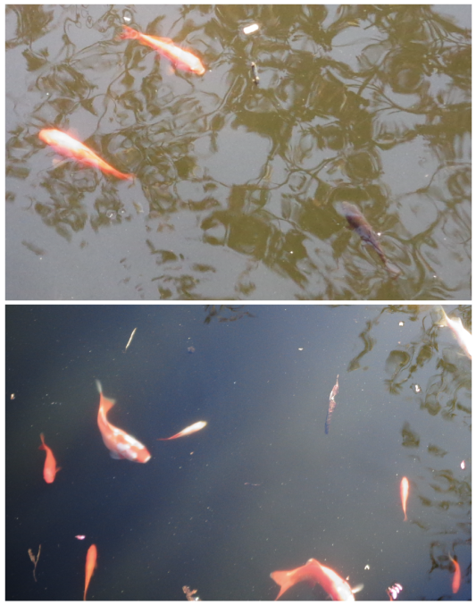 Comparaison d'une population de poissons à deux moments différents