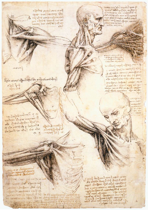 Dessins anatomiques