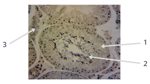 Coupe transversale de tubes séminifères1 : paroi d'un tube ; 2 : spermatozoïdes ; 3 : cellules interstitielles