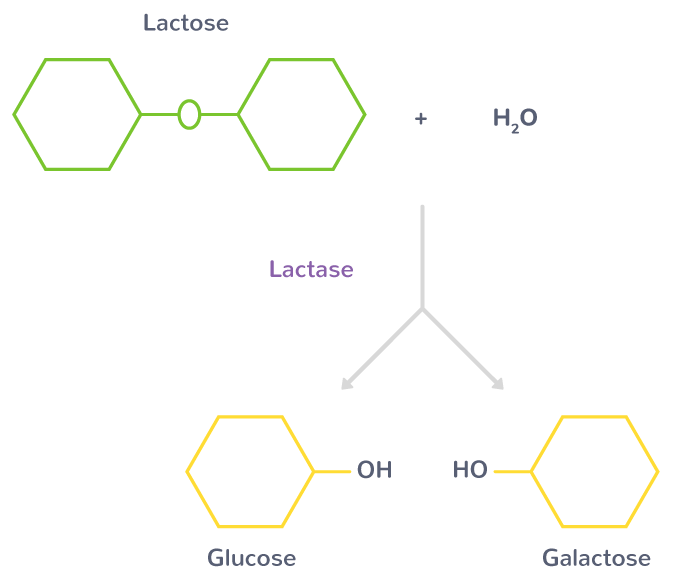 Une enzyme : la lactase