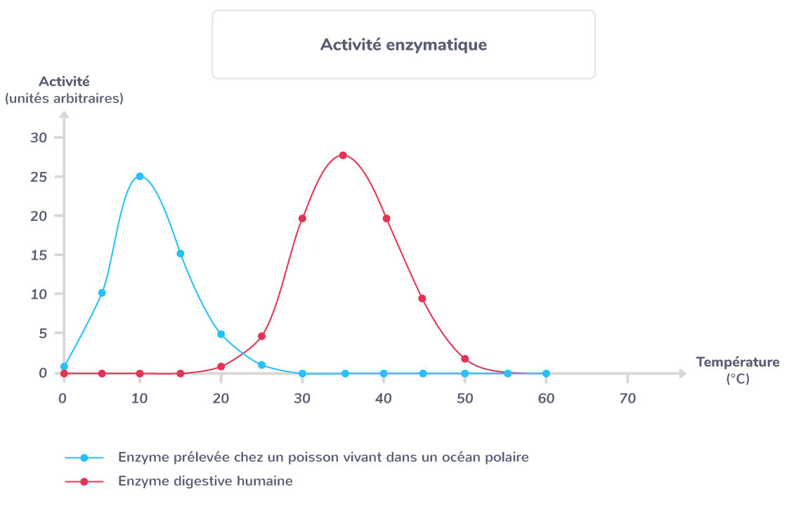 Exemple de température optimale d'activité de deux enzymes