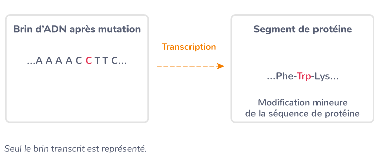 Exemple de mutation faux-sens
