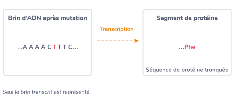 Exemple de mutation non-sens
