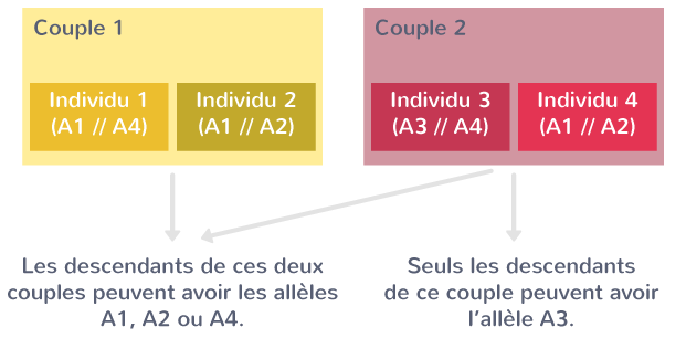 Une parenté entre individus, liée à l'identification des allèles