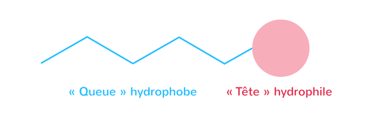 Structure d'une molécule amphiphile
