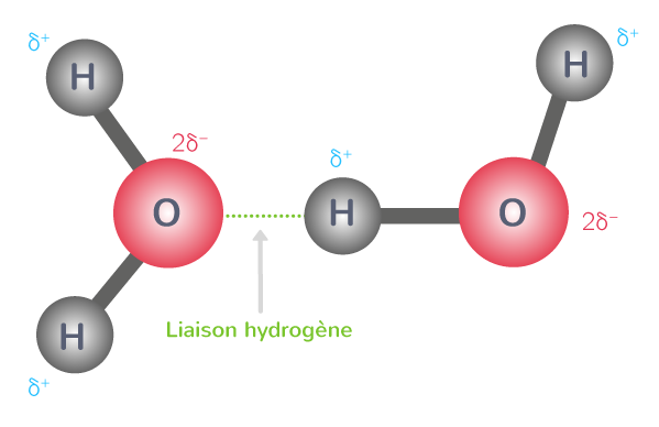 Liaison hydrogène entre deux molécules d'eau