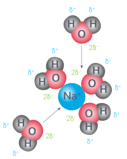 Dispersion des ions sodium dans l'eau