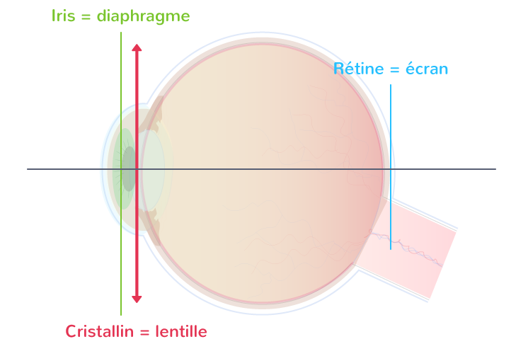Modélisation optique de l'œil