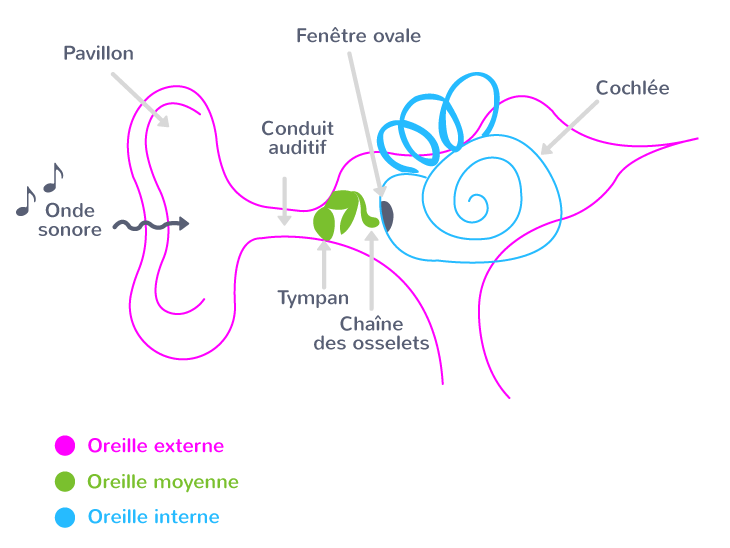 Entendre La Musique 1 re Cours Enseignement Scientifique Kartable