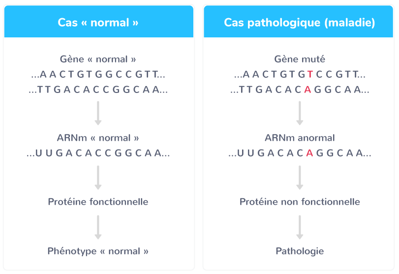 Principe d'une maladie héréditaire : une mutation germinale