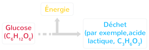 La fermentation
