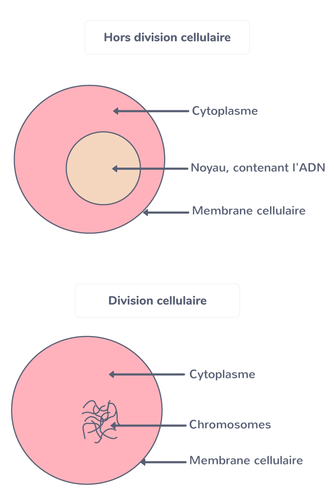 Ensemble De Cellules Sp cialis es LIHS Ensemble De Cellules Sp cialis es LIHS