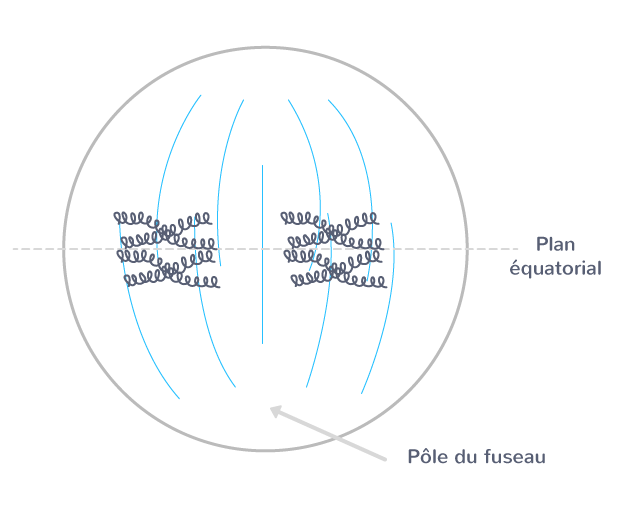 La métaphase 1, pour une cellule à 2n = 4 chromosomes