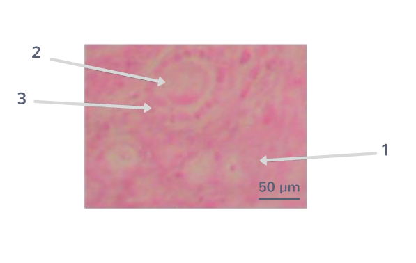 Follicule primordial et follicule primaire1 : follicule primordial et 2 : follicule primaire : ovocyte ; 3 : couronne de cellules folliculaires