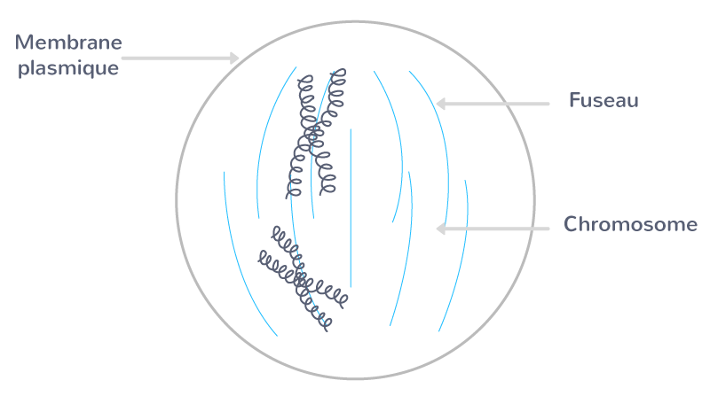La prophase mitotique