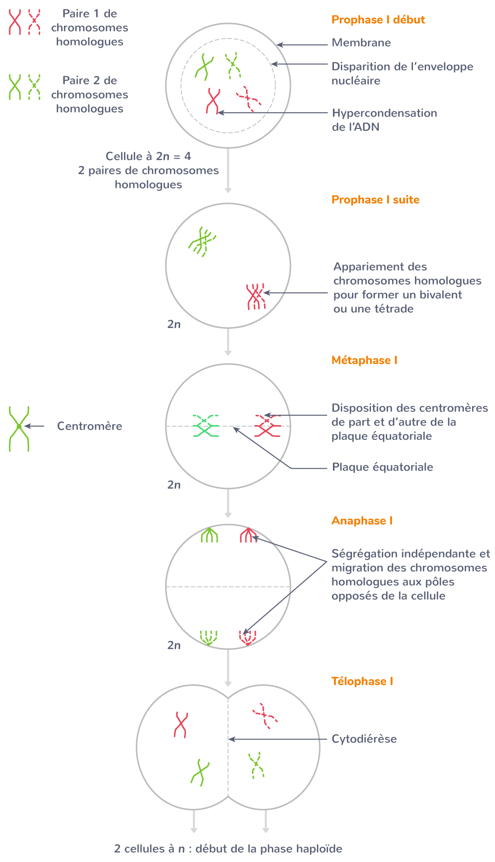 Les Divisions Cellulaires Des Eucaryotes 1 re Cours SVT Kartable Les Divisions Cellulaires Des Eucaryotes 1 re Cours SVT Kartable