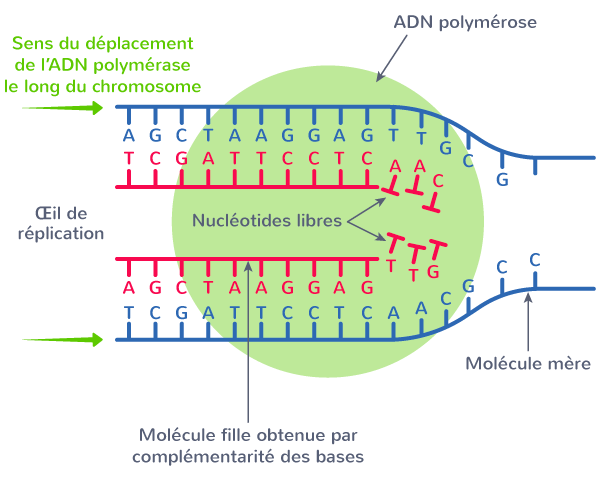 ADN polymérase protéine réplication