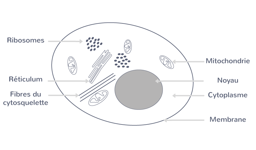 Une Structure Complexe La Cellule 1 re Cours Enseignement 