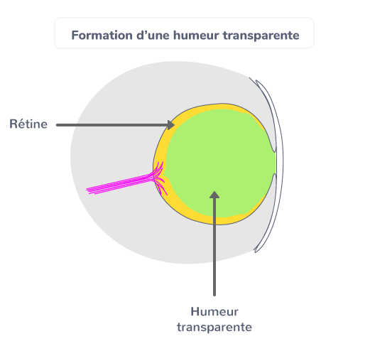 Formation d’une humeur transparente