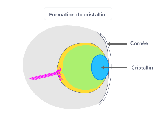 Formation du cristallin