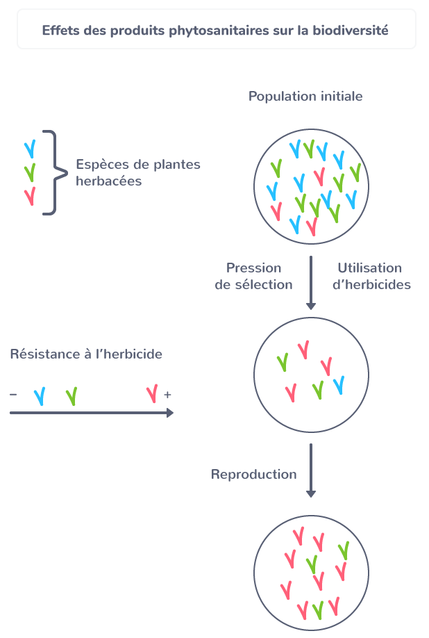 Effet des produits phytosanitaires sur la biodiversité