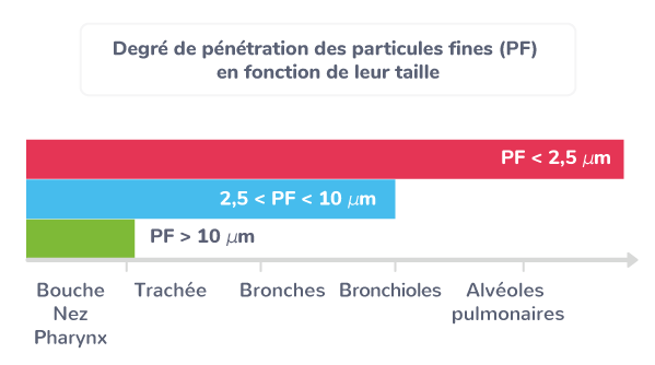 Degré de pénétration des particules fines (PF) en fonction de leur taille