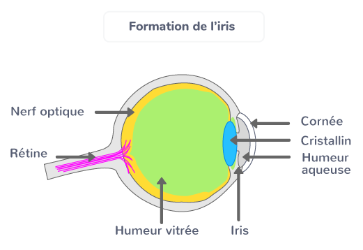Formation de l’iris