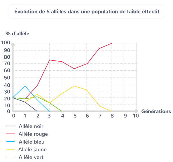 Évolution de 5 allèles dans une population de faible effectif.