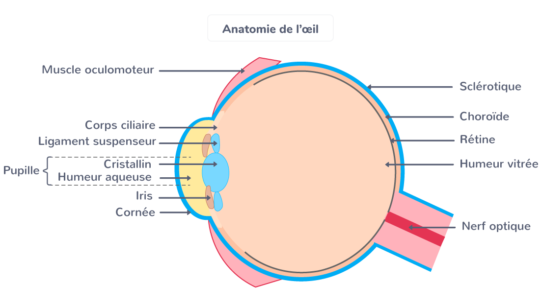 Anatomie de l’œil