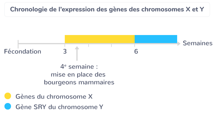 Chronologie de l’expression des gènes des chromosomes X et Y