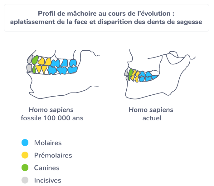 Profil de mâchoires au cours de l’évolution : aplatissement de la face et disparition des dents de sagesse