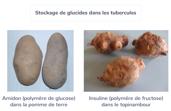 plante stockage glucides photosynthèse