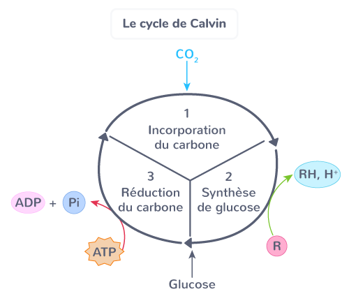 phases photosynthèse cycle Calvin