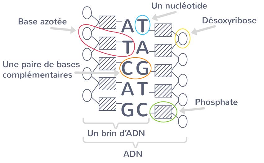 Sch matiser La Mol cule D ADN 1 re Exercice De Connaissances SVT Sch matiser La Mol cule D ADN 1 re Exercice De Connaissances SVT