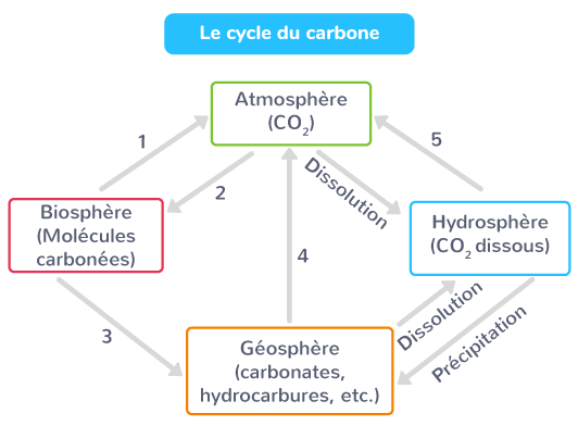 cycle de carno exercices