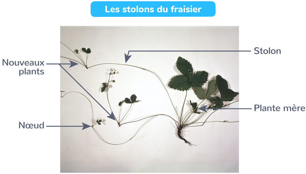 Reproduction De La Plante Entre Vie Fixée Et Mobilité