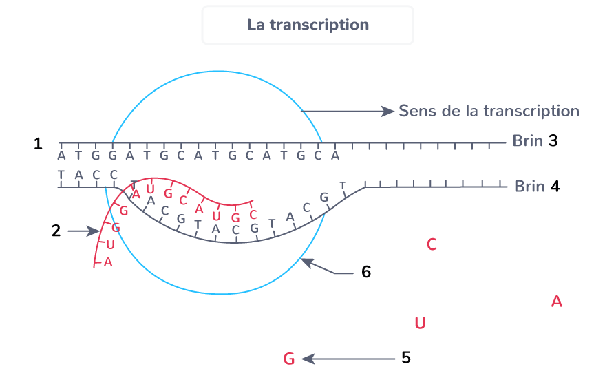 Sch matiser Une Situation De Transcription 1 re Exercice De 
